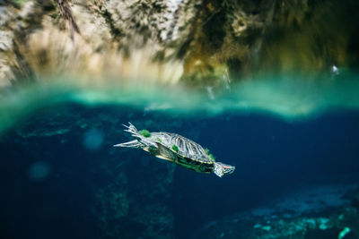 Fish swimming in sea