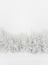 Snow covered trees in forest against sky