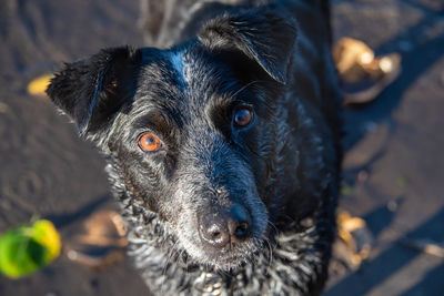 Close-up portrait of dog