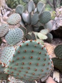 High angle view of prickly pear cactus