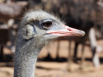 Close-up portrait of a bird