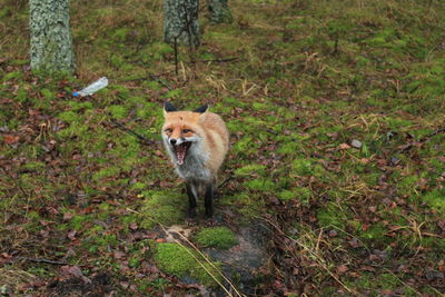 Fox on field