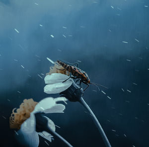 Close-up of insect on sea