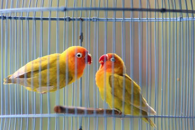 Close-up of parrot in cage