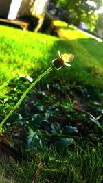 Plants growing on grass