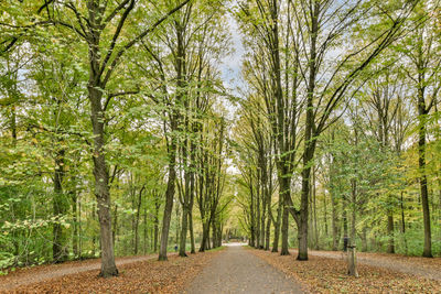 Road amidst trees in forest