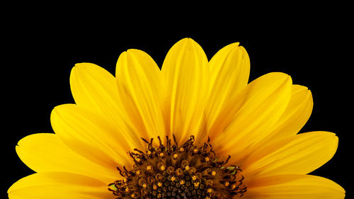 Close-up of yellow flower against black background