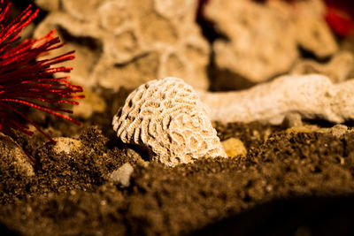 Close-up of mushroom growing on rock