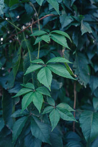 Close-up of leaves