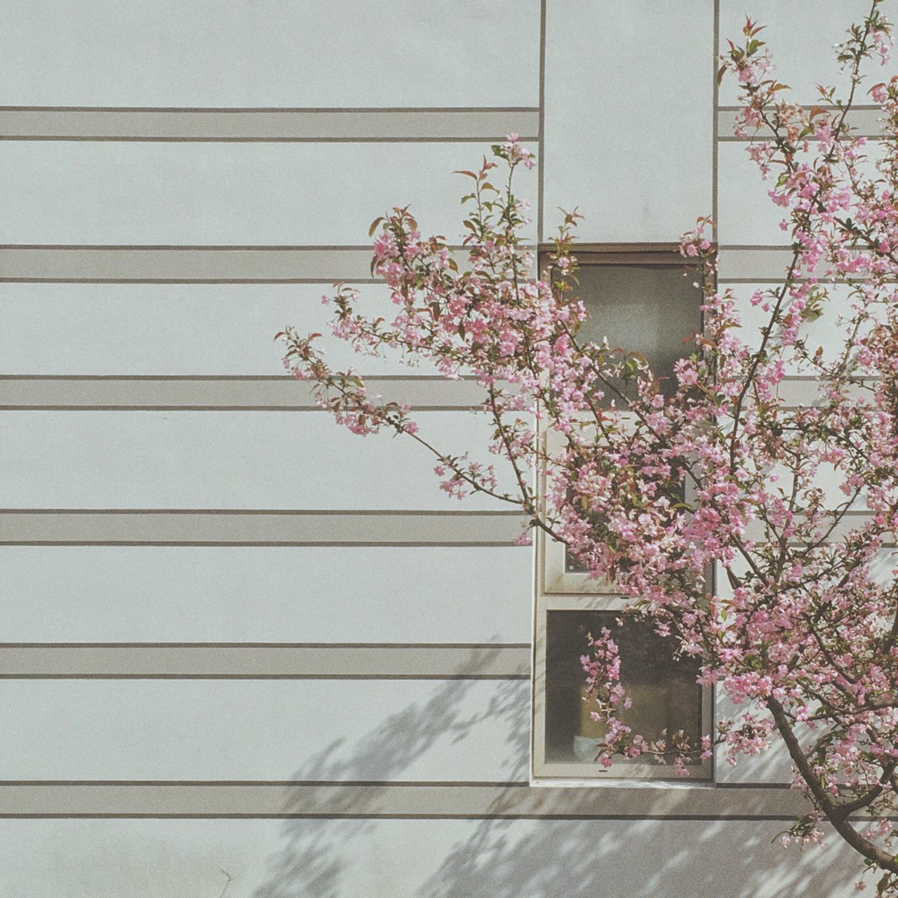 flower, growth, plant, freshness, fragility, pink color, nature, day, no people, outdoors, blooming, beauty in nature, growing, close-up, in bloom, blossom, petal, stem, botany