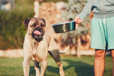 Midsection of person with dog on field