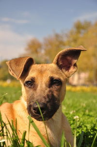 Portrait of dog on field