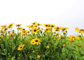 Yellow flowers blooming on field against clear sky