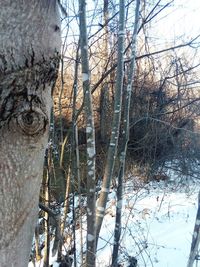 Bare trees in water