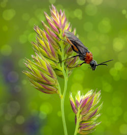 Close-up of bee pollinating on flower