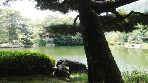 Reflection of trees on calm lake