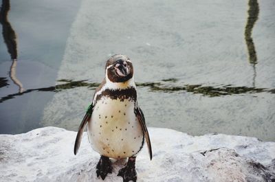 Penguin in