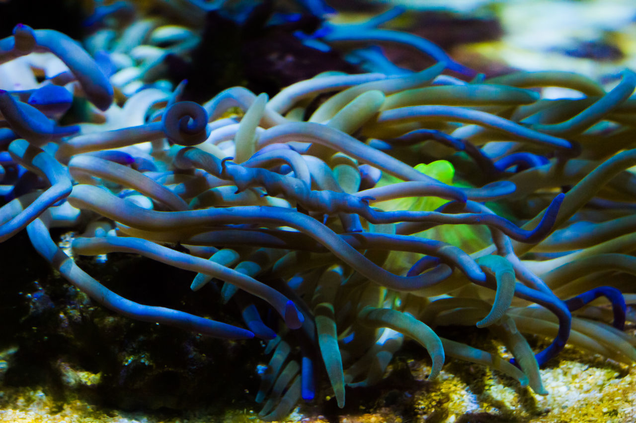 CLOSE-UP OF CORAL IN WATER