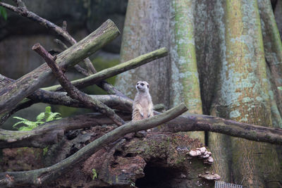 Bird perching on tree trunk