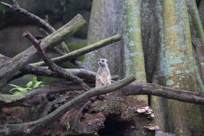 Meerkat sitting on tree