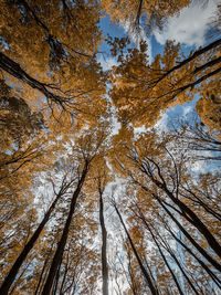 Low angle view of trees against sky