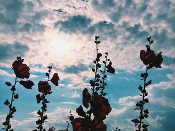 Low angle view of flowers growing against sky