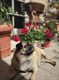 pug