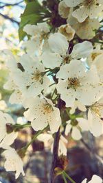 Close-up of white flowers blooming