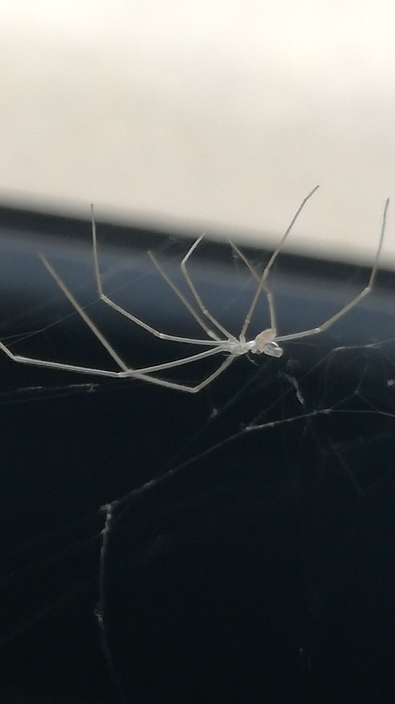 Spider in office