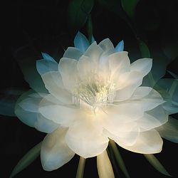 Close-up of white flower blooming against black background