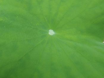 Full frame shot of green leaf