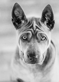 Close-up portrait of dog