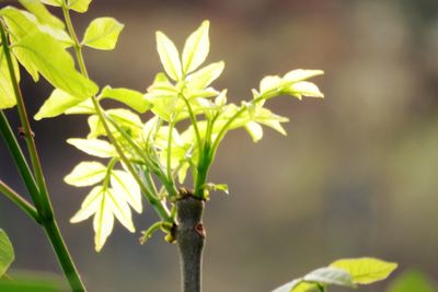 Close-up of plant leaves