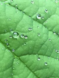 Full frame shot of raindrops on leaf