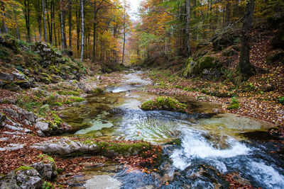 Stream flowing amidst trees in forest