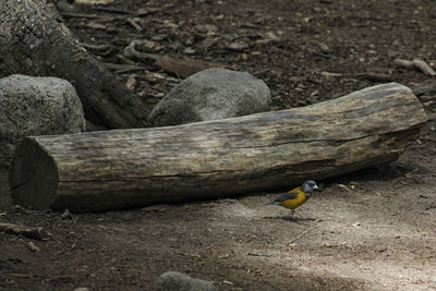 Close-up of bird perching on wood