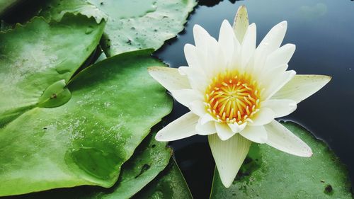 Close-up of water lily on plant