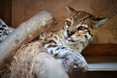 Cat resting in a zoo