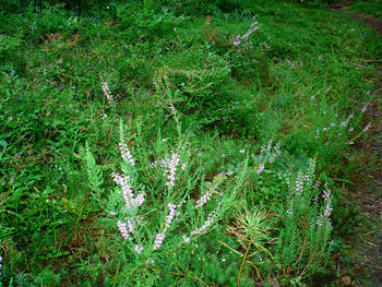 Plants growing on grassy field