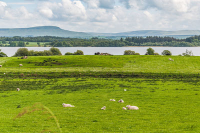 Flock of sheep with a landscape of lake, woods and hills in the background, scotland