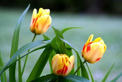 Close-up of yellow tulips blooming outdoors