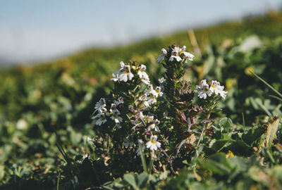 Close-up of white flowering plant on field