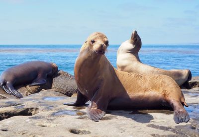 Aquatic mammals on rocks at beach