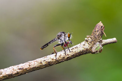 Close-up of insect perching on plant