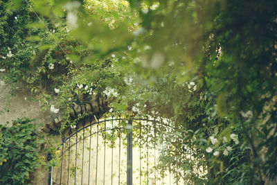 Plants against trees