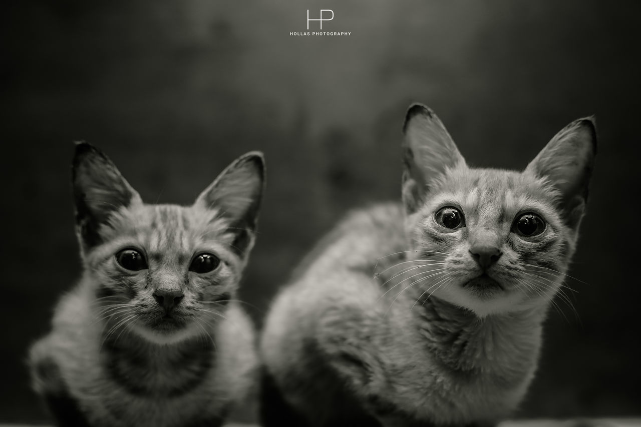 CLOSE-UP PORTRAIT OF KITTENS