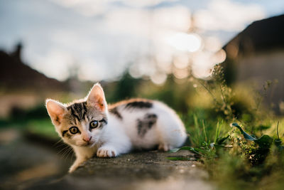 Close-up portrait of a kitten