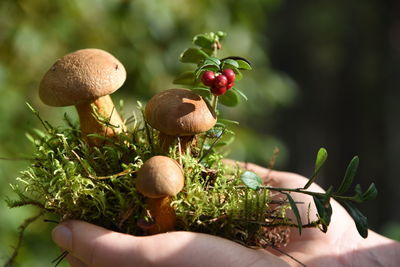 Close-up of mushrooms growing on plant