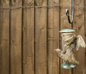 Close-up of clothes hanging on wall