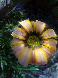 Close-up of flower blooming outdoors